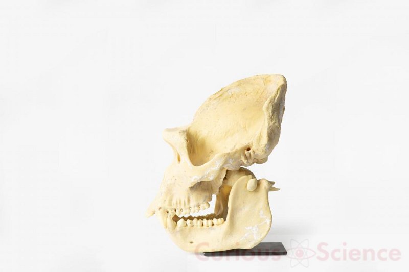 Mounted Gorilla Skull Cast